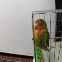 طوطی برزیلی