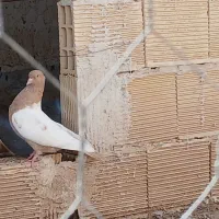 کبوتر سینه دم زرد کاکلی ماده