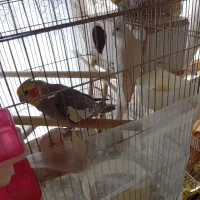 جفت عروس هلندی|پرنده|گلبهار, شهر جدید گلبهار|دیوار