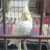 دوعددعروس هلندی جوان درفارسان بدون قفس