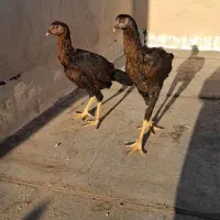 مرغ لاری|حیوانات مزرعه|قم, سنگ بند|دیوار