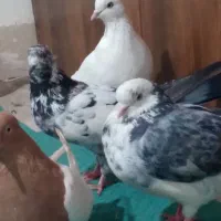 کفترتزیینی وپرشی|پرنده|قم, لسانی|دیوار