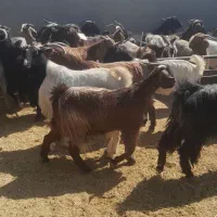 بز داشتی ترکی درجه یک|حیوانات مزرعه|شیراز, حومه شیراز|دیوار