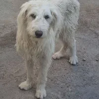 سگ قدرجونی ماده