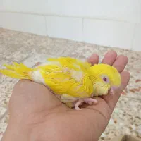 راهب سرلاکی