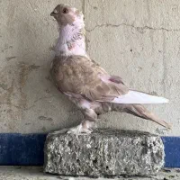 کفتر|پرنده|تهران, گمرک|دیوار