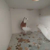 طوقی|پرنده|سبزوار, کهنه آب|دیوار