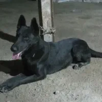 سک مشکی قشنگ واهلی زیباموجوداست