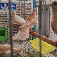 پرنده مرغ عشق انگلیسی کفتر دم چتری تهرونی|پرنده|یزد, |دیوار