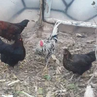 خروس ریشو|حیوانات مزرعه|ورامین, قويينک زهری|دیوار