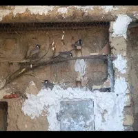 پرنده|پرنده|نورآباد ممسنی, |دیوار