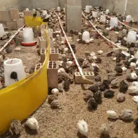 بلدرچین تخم گذار و گوشتی