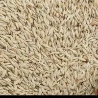 فروش جو سفید جلگه