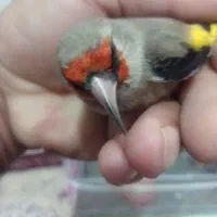 نر درجه یک کرمانی