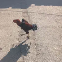 خروس لاری|حیوانات مزرعه|نگین شهر, |دیوار