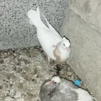 کفتر سرور و توقی|پرنده|اصفهان, قائمیه|دیوار