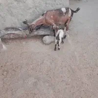 بز وکهر|حیوانات مزرعه|رویدر, |دیوار