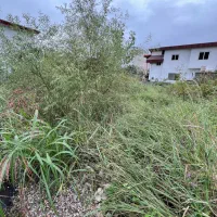 فروش زمین/ متل قو/ خیابان توسکا/شادی غربی|فروش زمین و ملک کلنگی|سلمانشهر, |دیوار