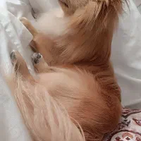 سگ پامرانین