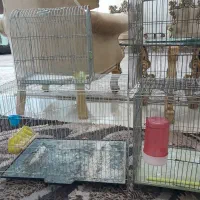 قفس پرنده قناری وسره