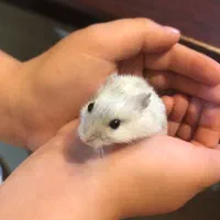 بچه همستر زرنگ|موش و خرگوش|تهران, تهرانپارس جنوبی|دیوار