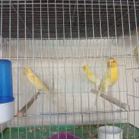 قناری سوپروموزاییگی|پرنده|قم, زند آباد|دیوار