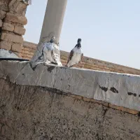 جوجه قارایی