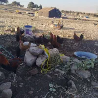 خروس  یک سال|حیوانات مزرعه|گوآور, |دیوار