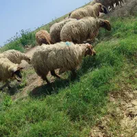 فروش گوسفند