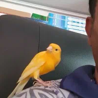 قناری نر دستی بخون پرتغالی