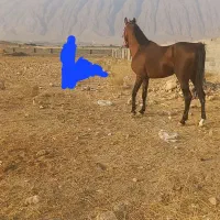 اسب نریون فروشی