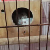 آلبینو|پرنده|اهواز, فاز ۵ پاداد|دیوار