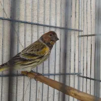 گلبسرنر،بخون جوجه قفس درشت