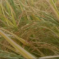 برنج چمپا