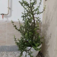 گل بنسای بزرگ زیبا