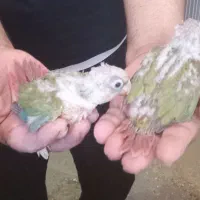 جوجه عروس کوتوله|پرنده|تربت جام, معدآباد|دیوار