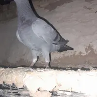 گمشده
