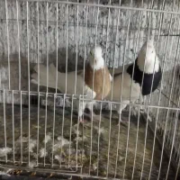 کفتر  شاپرک|پرنده|بهمن صغاد, |دیوار