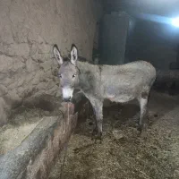 2راس الاغ یکی نر یکی ماده