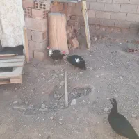 اردک روسی چاق