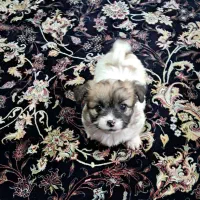 واگذاری سگ اشپیتز