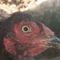 مرغ میاوالی