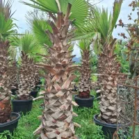 پالم واشنگتن