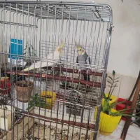 عروس هلندی جفت مولد