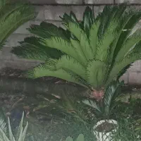 فروش تعدادی شمشاد و سیکاس در اندازه های مختلف