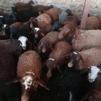 گوساله|حیوانات مزرعه|خرمآباد, |دیوار