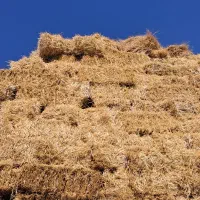 علوفه باغ