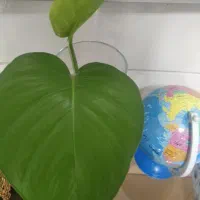 اجاره مغازه تجاری