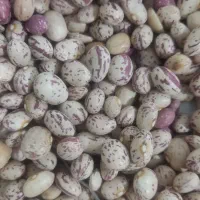 لوبیا سفید وچیتی