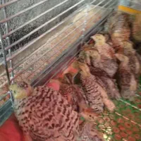 جوجه بلدرچین ۲۴ روزه